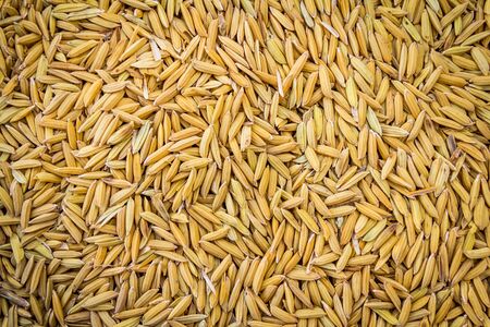 Paddy rice texture for backgroundの写真素材