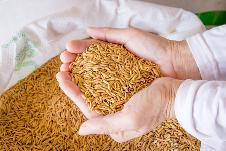 Farmer holding paddy in handの写真素材