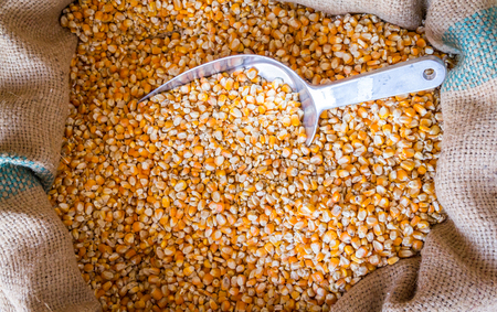 Yellow corn grain in a burlap bag with an aluminum scoopの写真素材