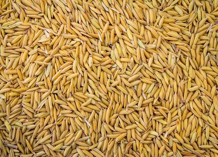 Paddy rice texture for backgroundの写真素材