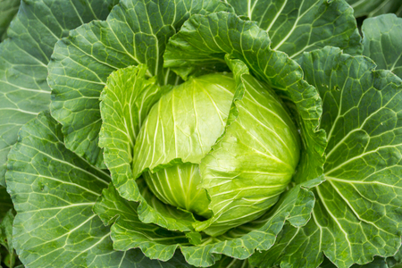 cabbage in the gardenの写真素材