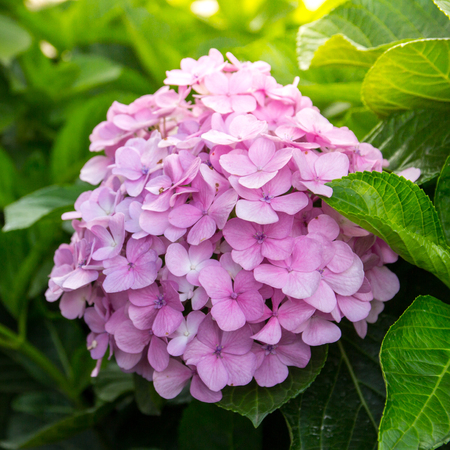 Close up of pink Hydrangeas flowersの写真素材