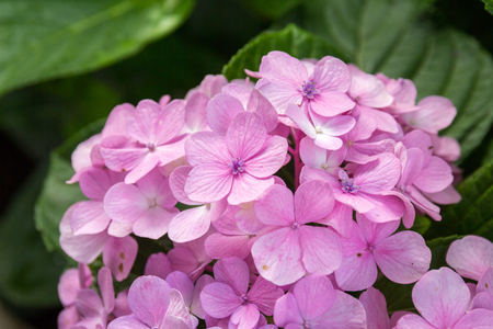 Close up of pink Hydrangeas flowersの写真素材