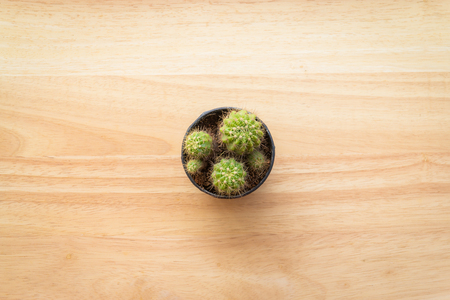 Top view of cactus on wood background with copy spaceの写真素材