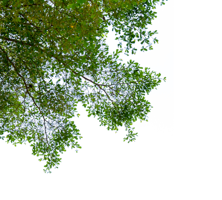 Green tree leaves on white backgroundの写真素材