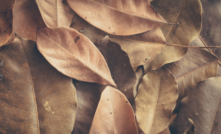 Dry leaf background with vintage filterの写真素材