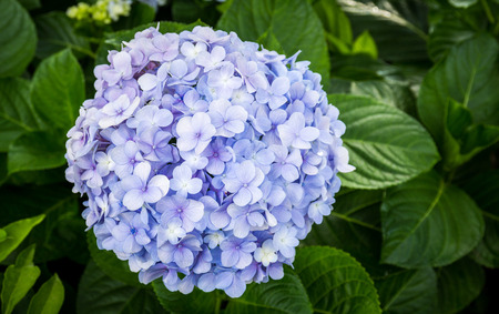 Hydrangeas flowersの写真素材