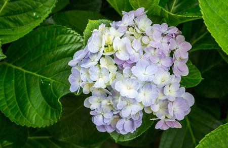Hydrangeas flowersの写真素材