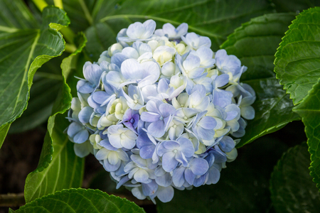 Hydrangeas flowersの写真素材