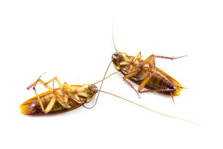 Dead cockroaches on white backgroundの写真素材