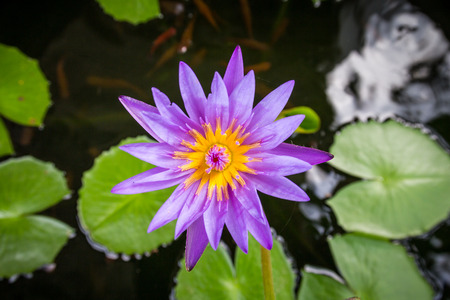 Beautiful purple lotus flowerの写真素材