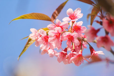 Close up of Wild Himalayan Cherry flowers or Sakuraの写真素材
