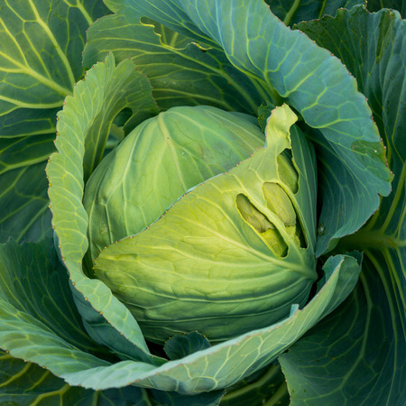 cabbage in the gardenの写真素材