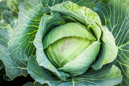 cabbage in the gardenの写真素材