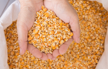 Hands holding yellow corn grainの写真素材