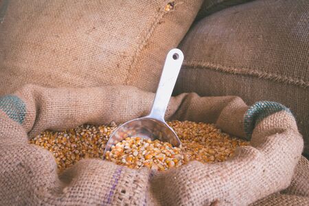 Yellow corn grain in a burlap bag with an aluminum scoopの写真素材