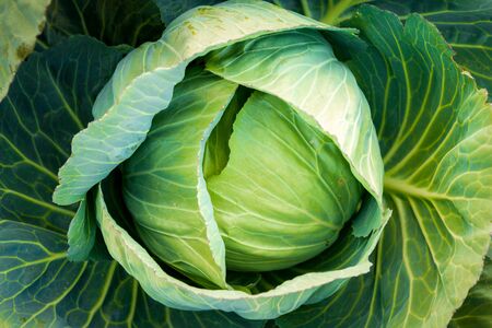 Green cabbage head in the gardenの写真素材
