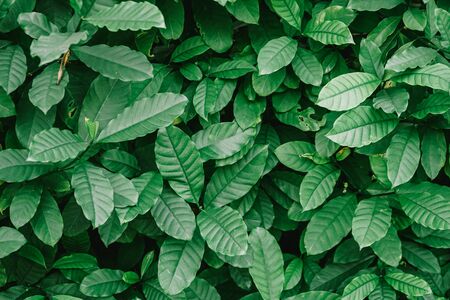 Natural background of green leaves