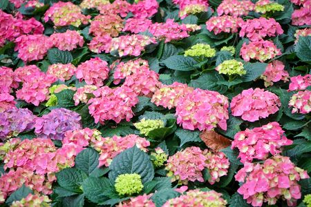 Close up of Pink hydrangeas flowers