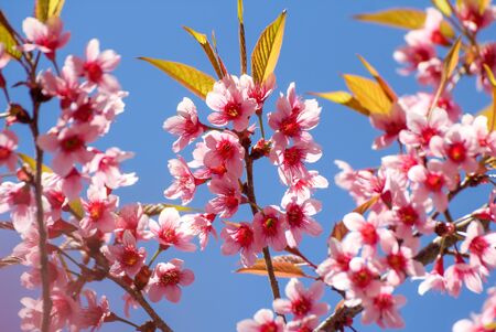 Wild Himalayan Cherry flowers or Sakura across blue skyの写真素材