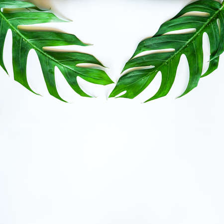 Flat lay of Green tropical Monstera leaf on white background with copy space