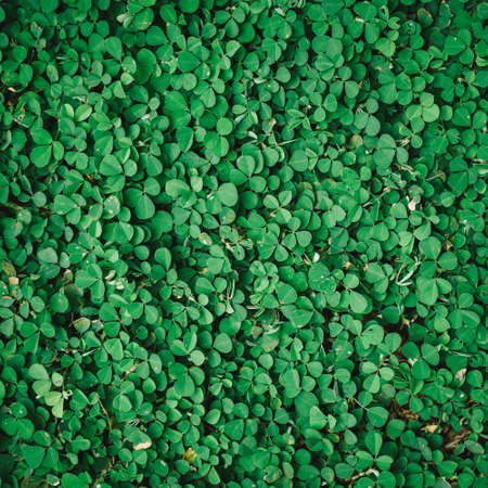 Natural green grass or clover leaves  can be use as backgroundの写真素材