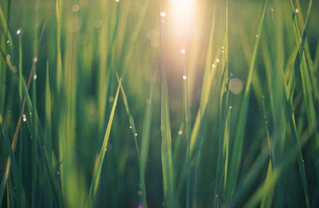 Natural green background of grass with dewdrop, sunlight and bokehの写真素材
