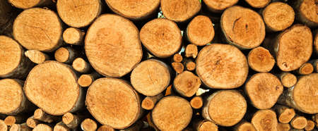 wall of wood stump backgroundの写真素材