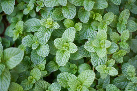 Natural green background of mint leaves in the garden