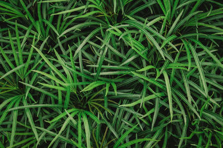 Natural background of green leaves