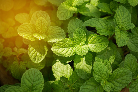 Natural green background of mint leavesの写真素材