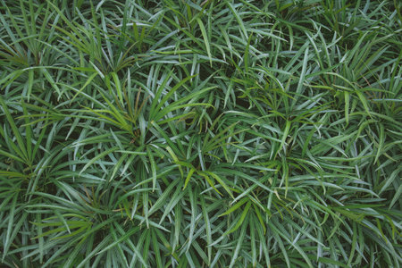 Natural green background of green leaves with vintage filterの写真素材
