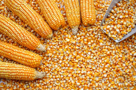 Frame of yellow corn and seeds background