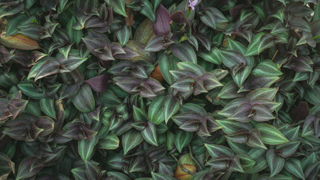 Natural green background of green leaves with vintage filterの写真素材