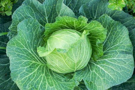 Close up of Green cabbage head in the gardenの写真素材