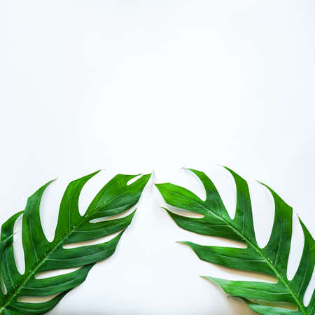 Frame of Green tropical Monstera leaf on white background with copy spaceの写真素材