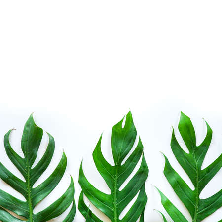 Frame of Green tropical Monstera leaf on white background with copy spaceの写真素材