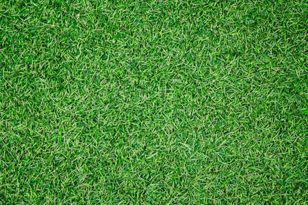 Green grass texture can be use as backgroundの写真素材