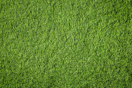 Green grass texture can be use as backgroundの写真素材