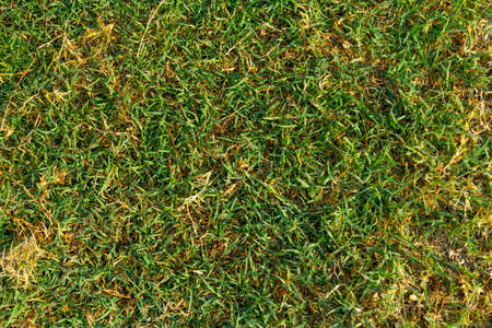 Natural green grass background with dewdropの写真素材