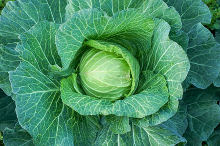Close up of Green cabbage head in the gardenの写真素材