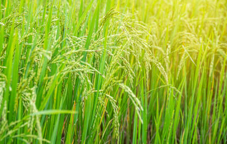 Ear of rice in Paddy fieldの写真素材