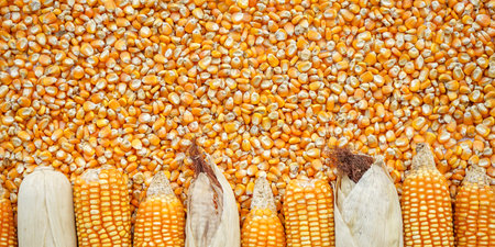 Frame of yellow corn and seeds backgroundの写真素材