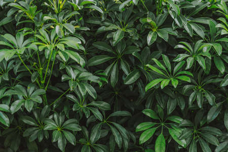 Natural green background of green leaf with vintage filterの写真素材