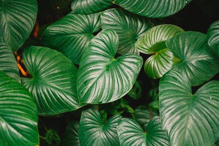 Green leaves background, Tropical leaves background, Tropical leaves background, Tropical leaves backgroundの写真素材