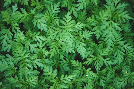 Green leaves background. Top view of fresh green leaves texture background.の写真素材