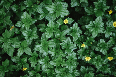 Green leaves with yellow flowers in the garden. Natural green background.の写真素材