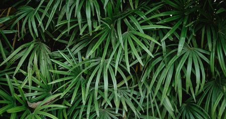 Green leaves background. Tropical plant texture. Exotic plant background.の写真素材