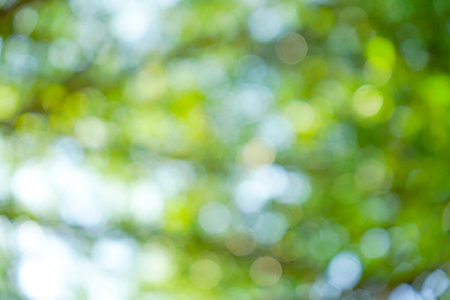 green bokeh background from nature under tree shade,green bokeh backgroundの写真素材