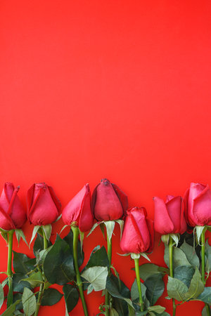 Red roses on red background with copy space. Valentine's day concept.の写真素材